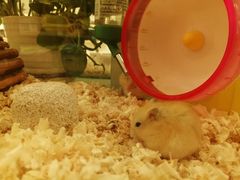 -龙猫仔乐园(惠福东路店)