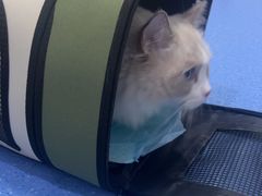 -天使宠物医院·犬猫分诊(彩虹店)