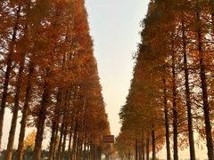 -桤木河湿地公园