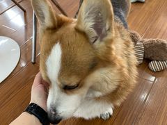 -汪说·狗咖·拼豆·宠物周边DIY(旺城大厦店)