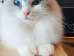 -瞄一喵猫咖(格力海岸店)