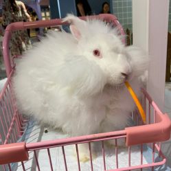 -Moni星球萌宠·小马宝莉·灵蛇·高端高阶全萌宠互动体验俱乐部(红豆国际广场店)