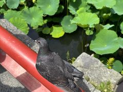 -鹤冈八幡宫