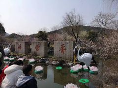 -香雪海