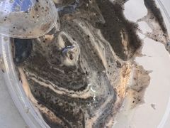 -芝麻糊世家(西华店)