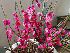 -石家庄市植物园
