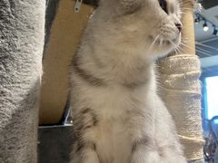 -浣熊柯尔鸭土拨鼠·电玩咖