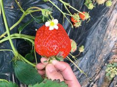 -昌平兴寿秀秀草莓采摘园