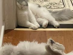 -猫大福·Fortune Cat猫舍(百子湾店)