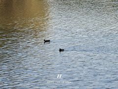 -东湖落雁景区