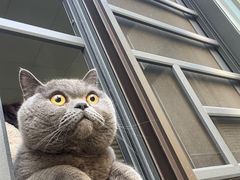 -喵zoo家庭繁育猫舍(尖东智能花园店)