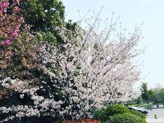 -苏州金鸡湖文博诺富特酒店