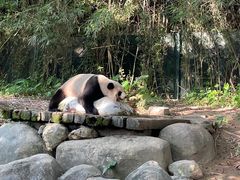 -广州长隆野生动物世界