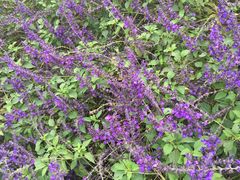 -杭州湾海上花田景区