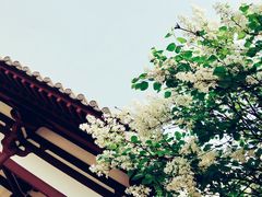 -西安青龙寺遗址景区