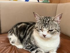 -MOCHA明星猫咖(田子坊店)