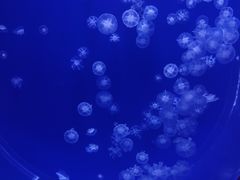 -海合安武汉极地海洋公园