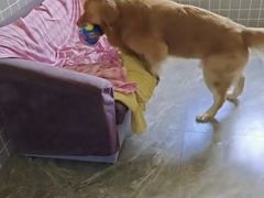 -趣玩宠物乐园寄养训犬训狗游泳池