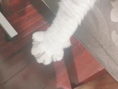 -贝利宠物医院·骨科·眼科·肿瘤转诊中心(南坪诊疗中心)