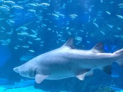 -海合安成都极地海洋公园