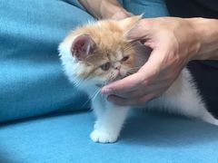 -爱妮康宠物医院·干细胞免疫细胞·肿瘤·心脏(张江店)