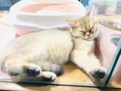 -宠物世家(仲盛世界商城店)