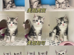 -lincat·猫舍(广州店)