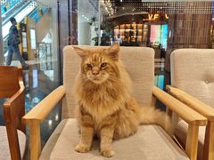 -藏猫猫咖啡主题馆(中央大道店)