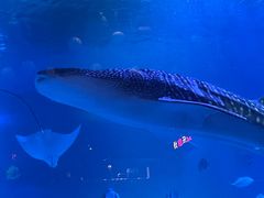 -烟台海昌鲸鲨海洋公园