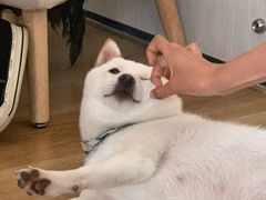 -柴犬小屋·柴餐厅·狗咖食堂(金鼎广场店)