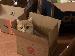 -欣宠猫屋·矮脚拿破仑·蓝金金渐层