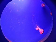 -江和美海洋公园