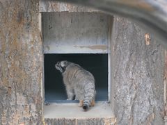 -青藏高原野生动物园