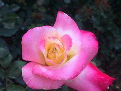 -人民公园(罗湖区)