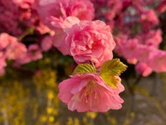 -大兴滨河森林公园