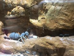 -上海昆虫博物馆