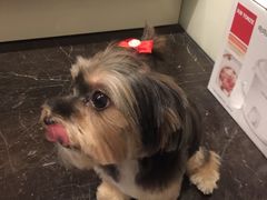 -Oh My Dog宠物沙龙(伊珊娜皮毛护理店)