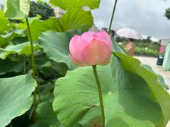 -龙环葡韵住宅式博物馆