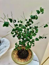 点击看大图 -WENDY·温迪皮肤管理