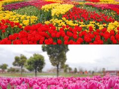 -荷兰花海