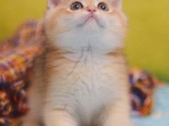 -Bastet sally猫舍购宠(静安店)