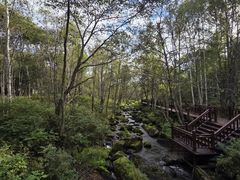 -汤旺河林海奇石景区