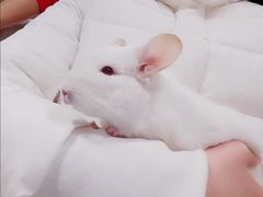 -藦茜花园宠物主题亲子互动体验馆(国顺东路店)