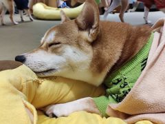 -逗柴咖啡屋·狗咖猫咖宠物桌游