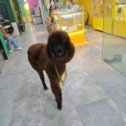 -神奇动物撸宠馆·羊驼·小浣熊·异宠(豫园店)