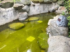 -广州白水寨嘉华温泉酒店
