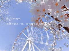 -顾村公园
