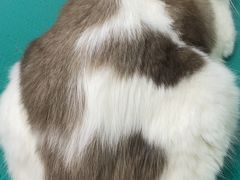 -集宠猫柠宠物生活馆