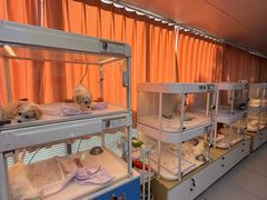 -翊宠yipet猫狗购宠庄园犬舍•猫舍