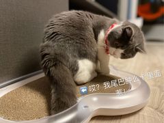 -十年猫舍·猫咪专门店(普陀店)